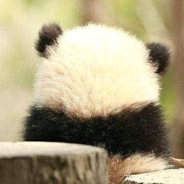 陈灿东