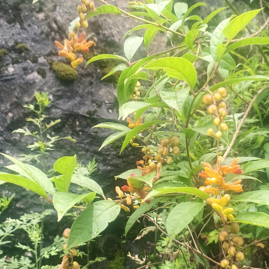 鸿哥中草药材！