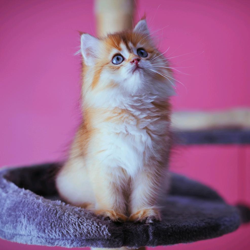 时光萌猫