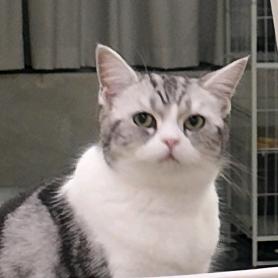 橘子🍊和噜咪🐱