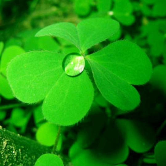 幸运草☘️
