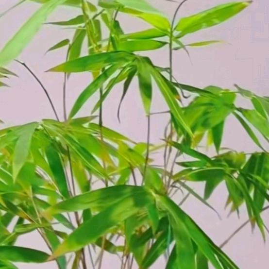 难过美人关