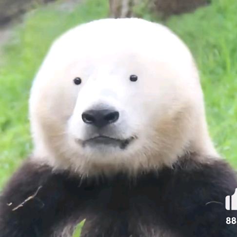 随便起个名字吧