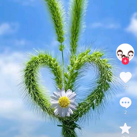 玉兰花