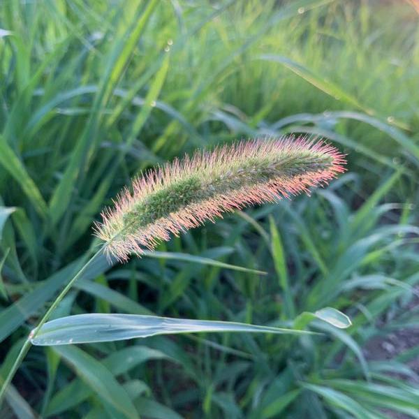 清🍃