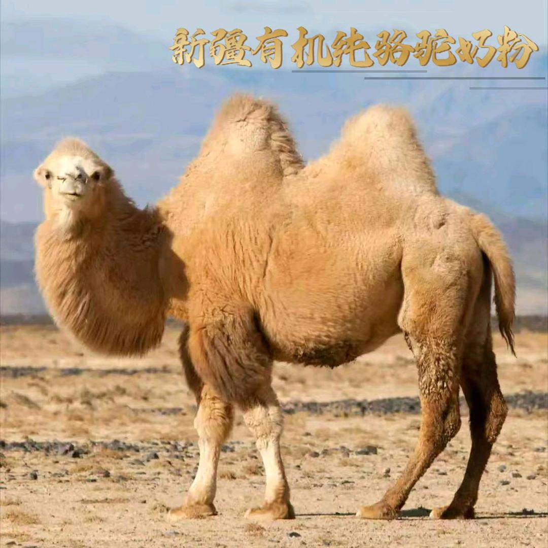 正宗新疆纯骆驼奶粉工厂店