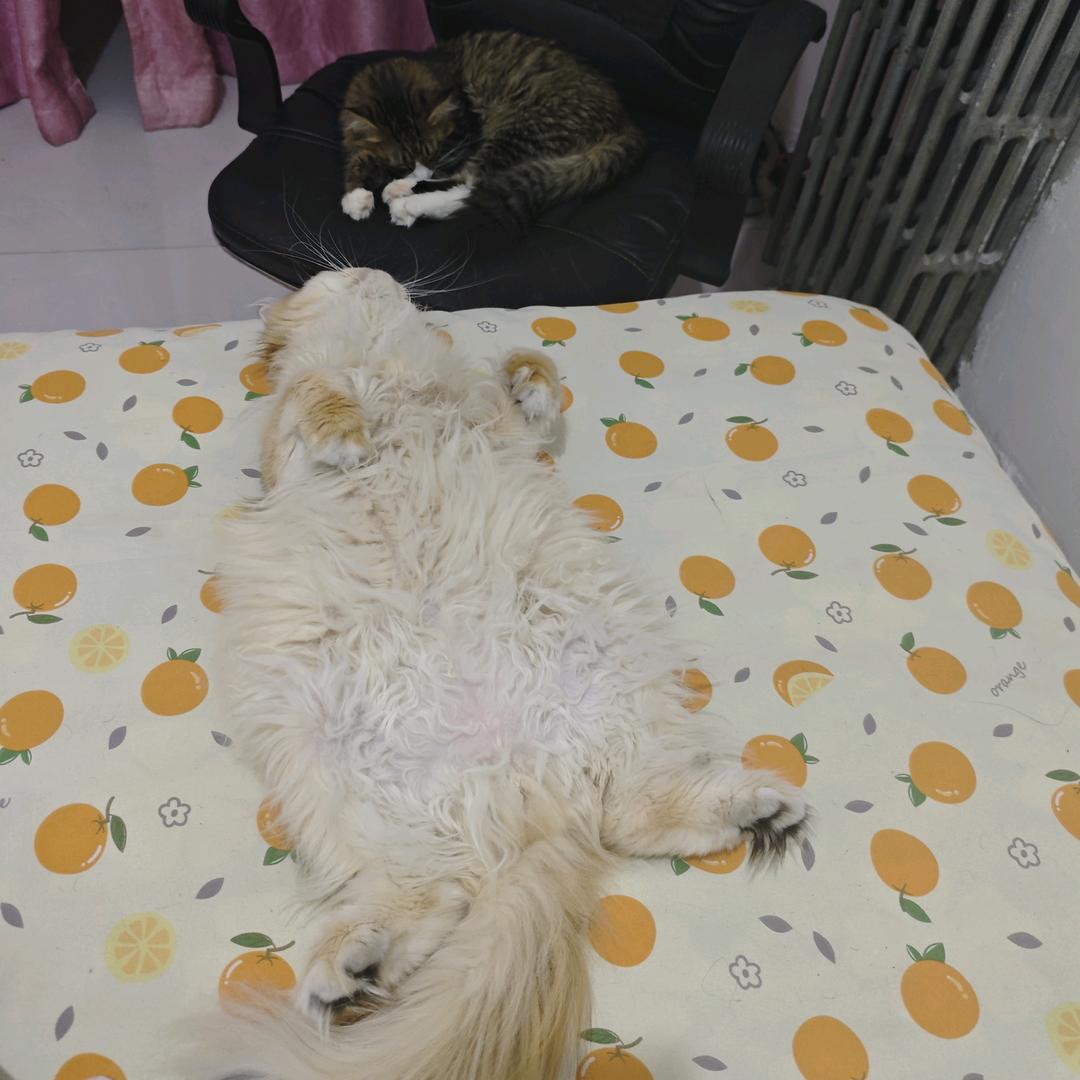 折夜