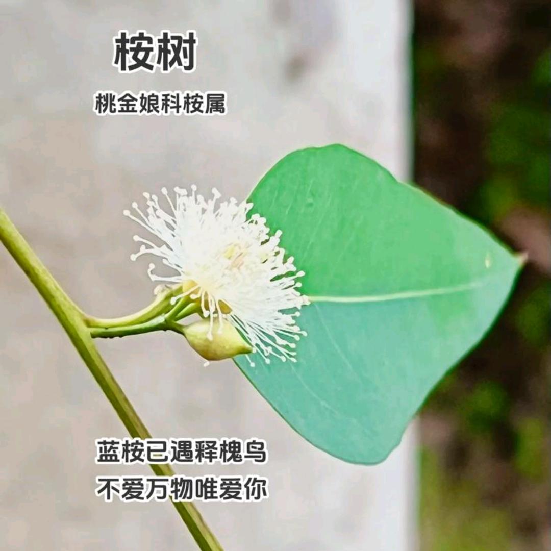 嘦姕