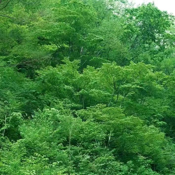 守卫爱情的小保安