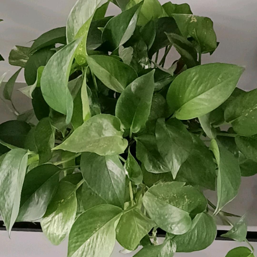 梅兰竹菊1234