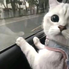 远山黛黛