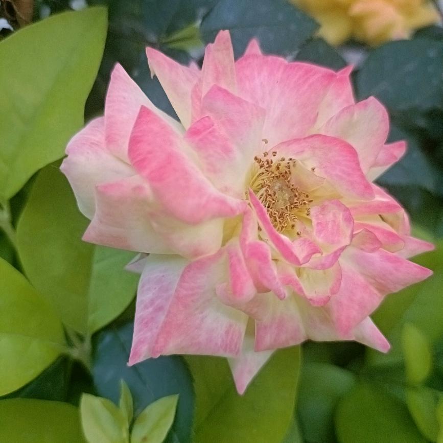 小宋同学