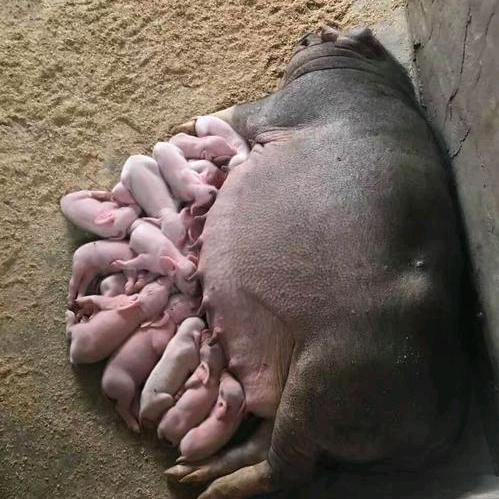猪管家