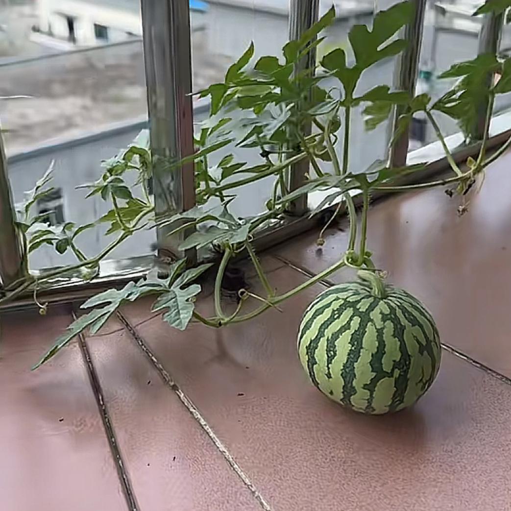 我是你微姐