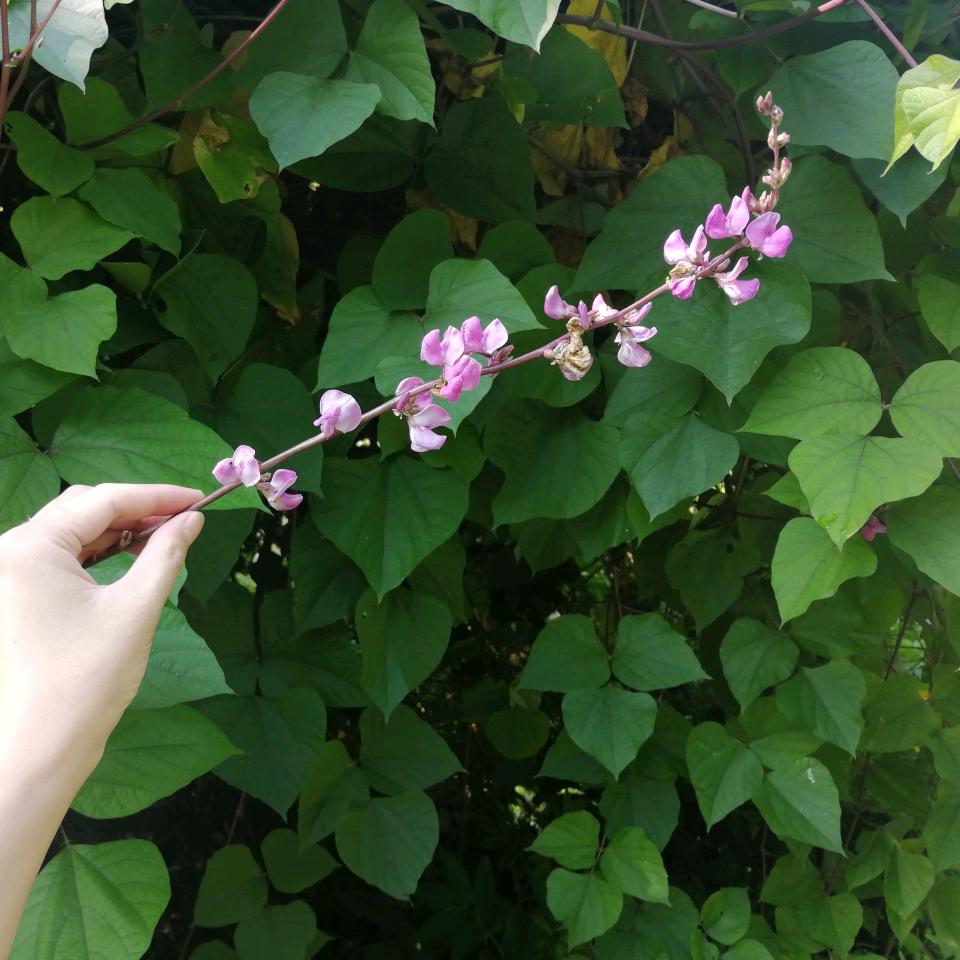 木芙蓉