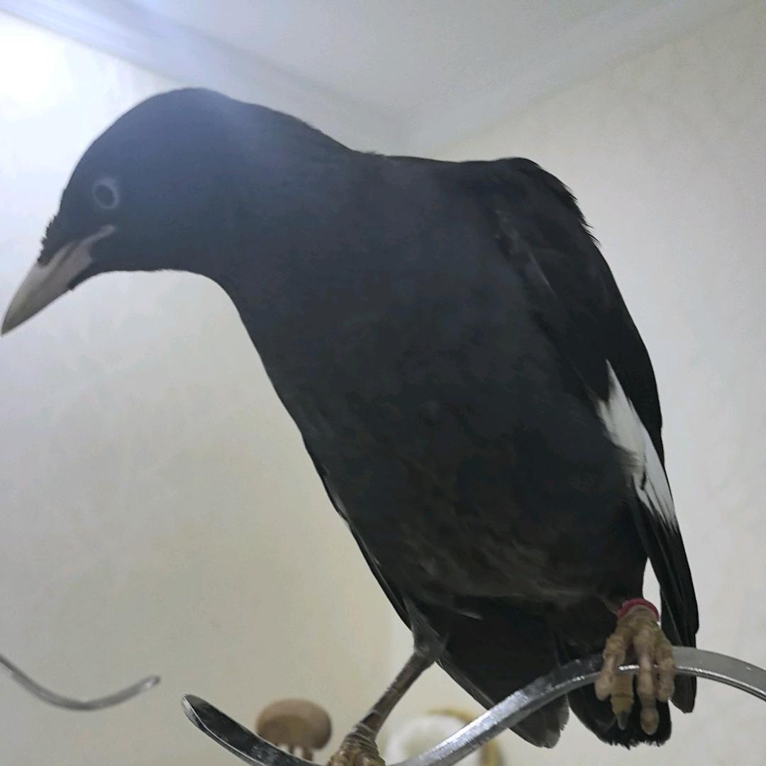 灵鸟八哥