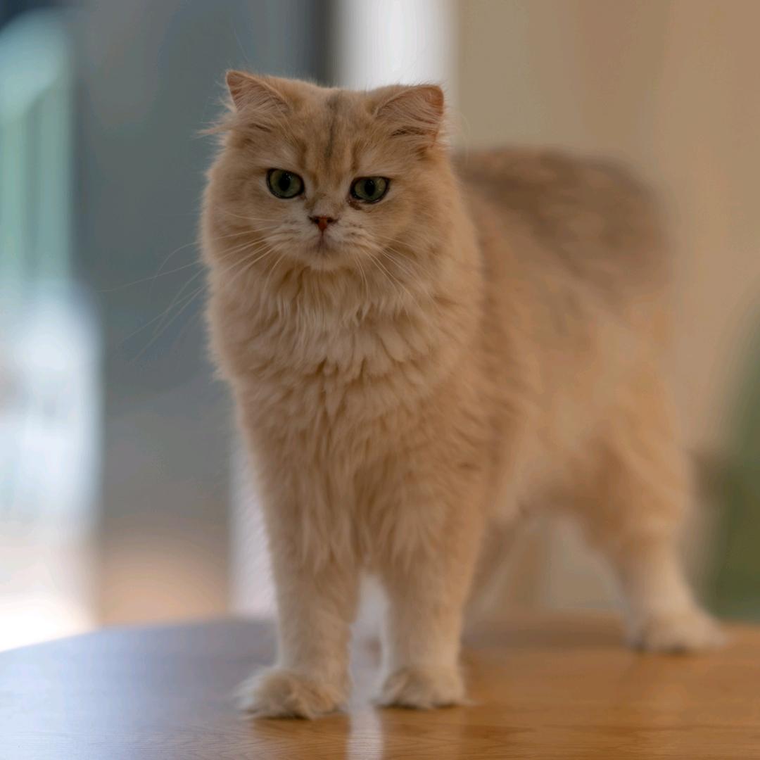 月出猫猫·Cat&Coffee