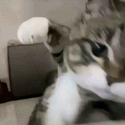 ⁺✞ʚ恐怖的高压锅重度依賴ɞ✟₊