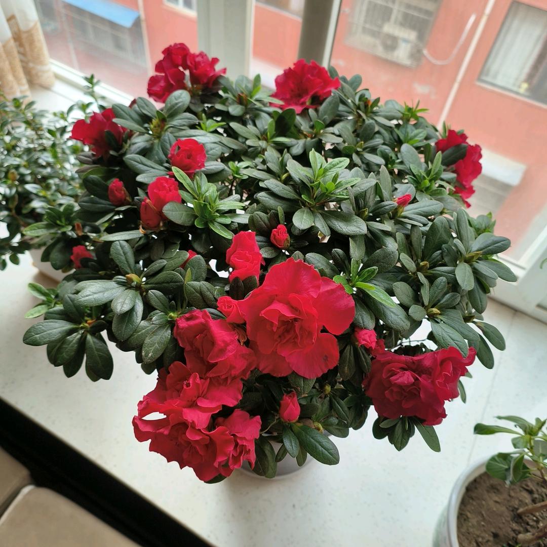 🌹幸福的我👄❤️🌹