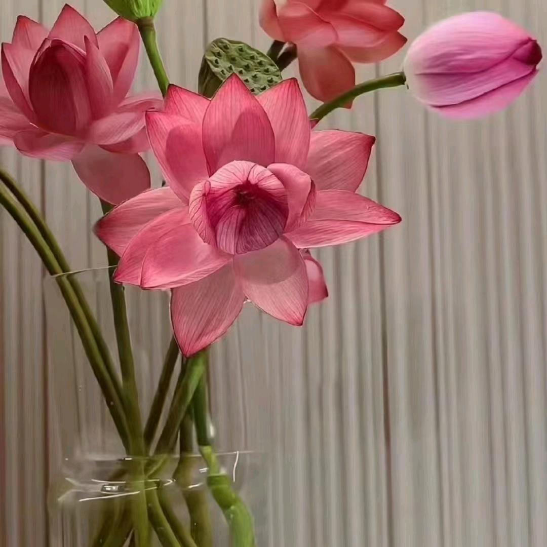 🌸钢铁菇凉🎡