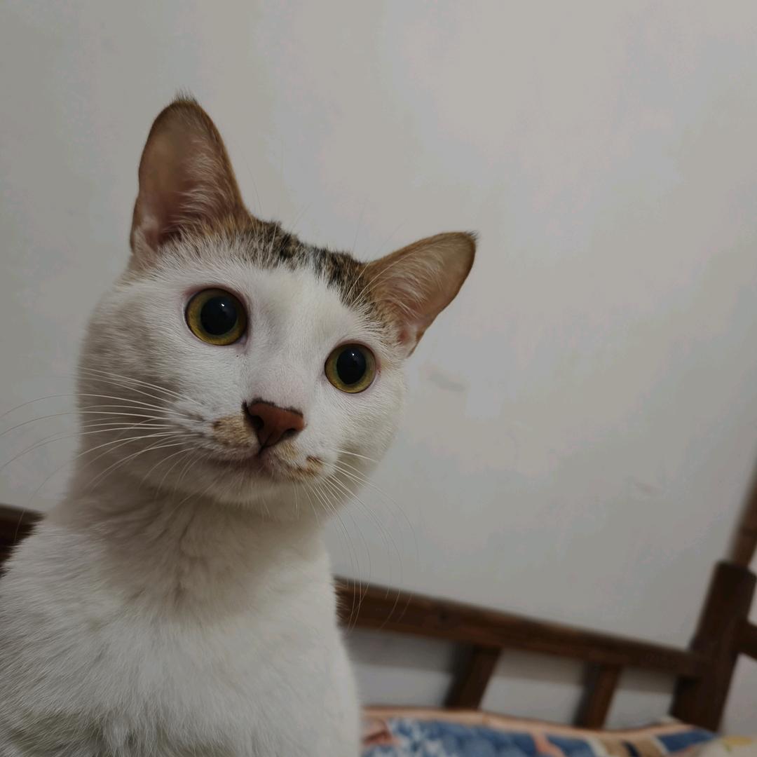 一昂🐑🐑（宠尤鲜公益）