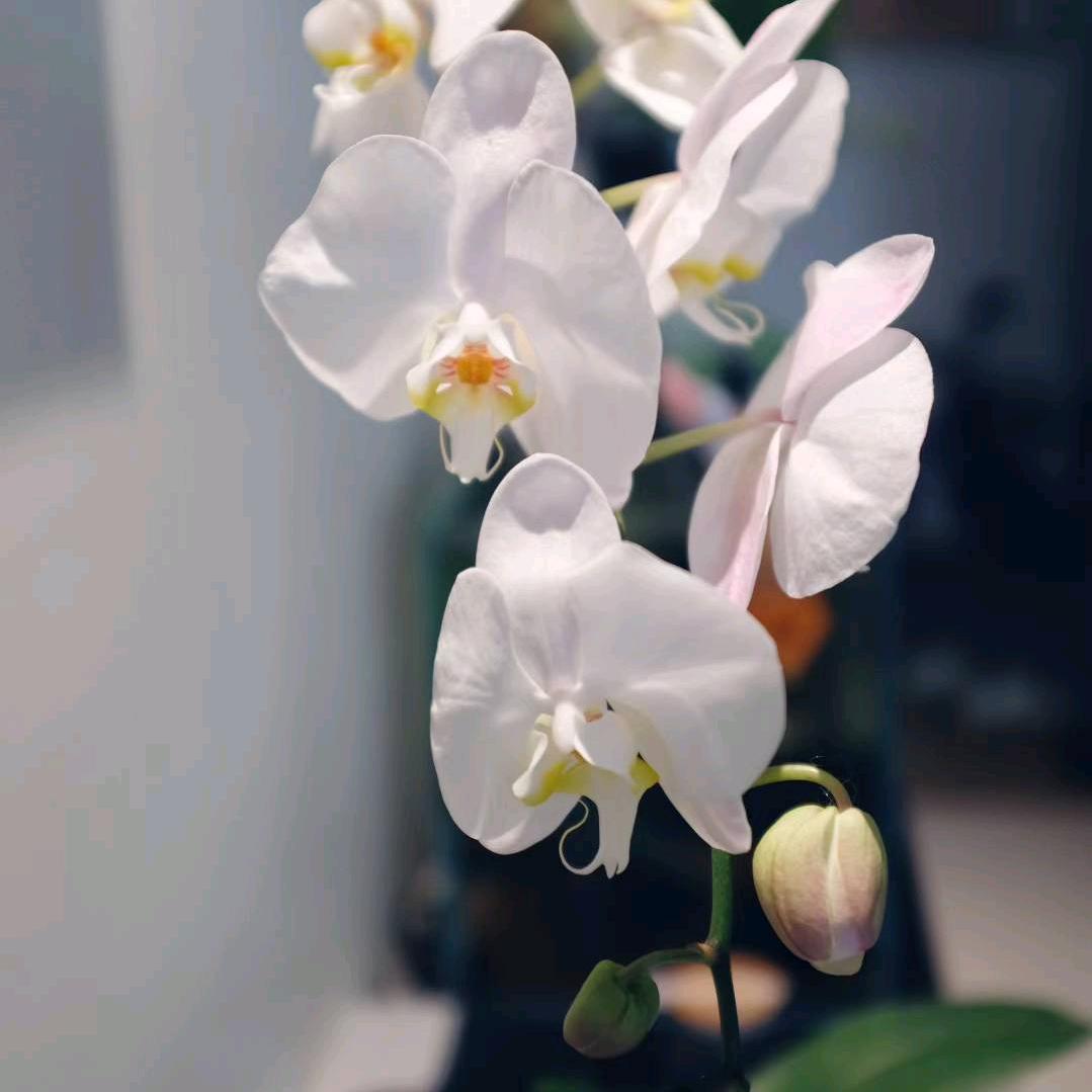 耳东陈