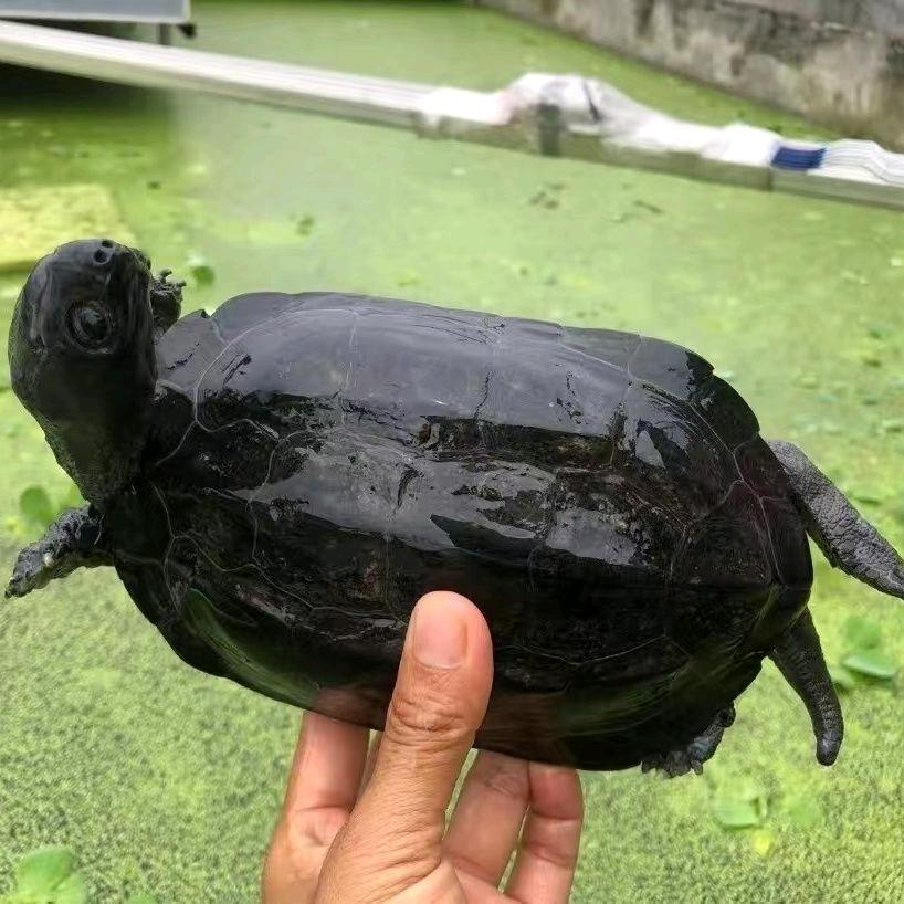 博乐墨业