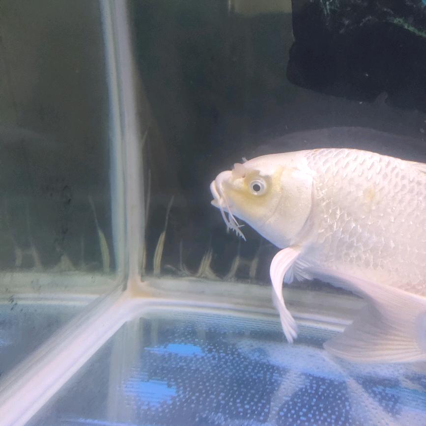 孔得命精品蝴蝶鲤观赏鱼。