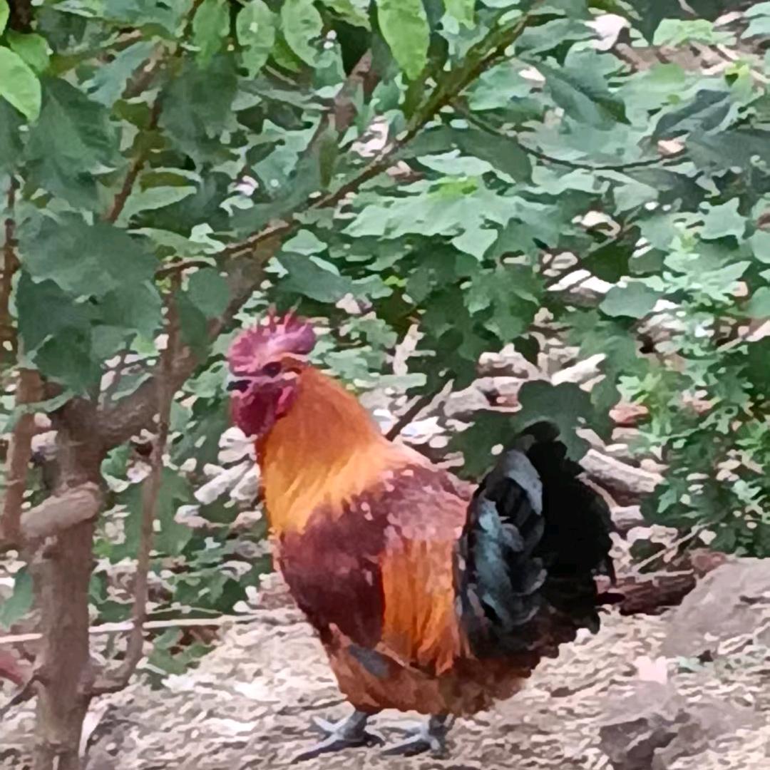 生态散养土鸡
