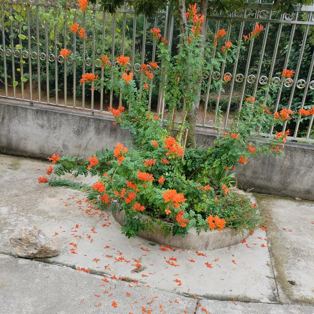 牡