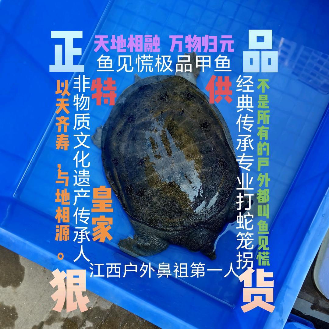 江西赣州户外鱼见慌精品甲鱼