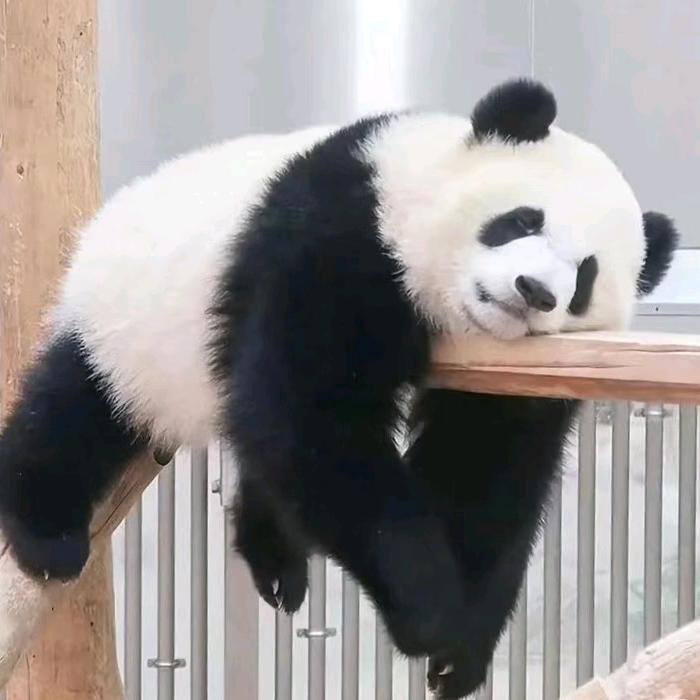 喜洋洋😜😜