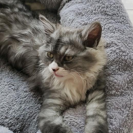 有只小猫叫凑凑