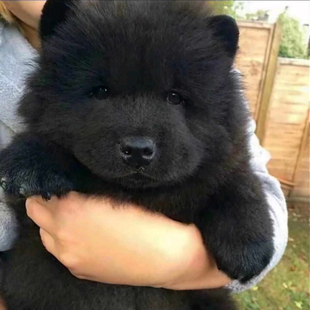 杨