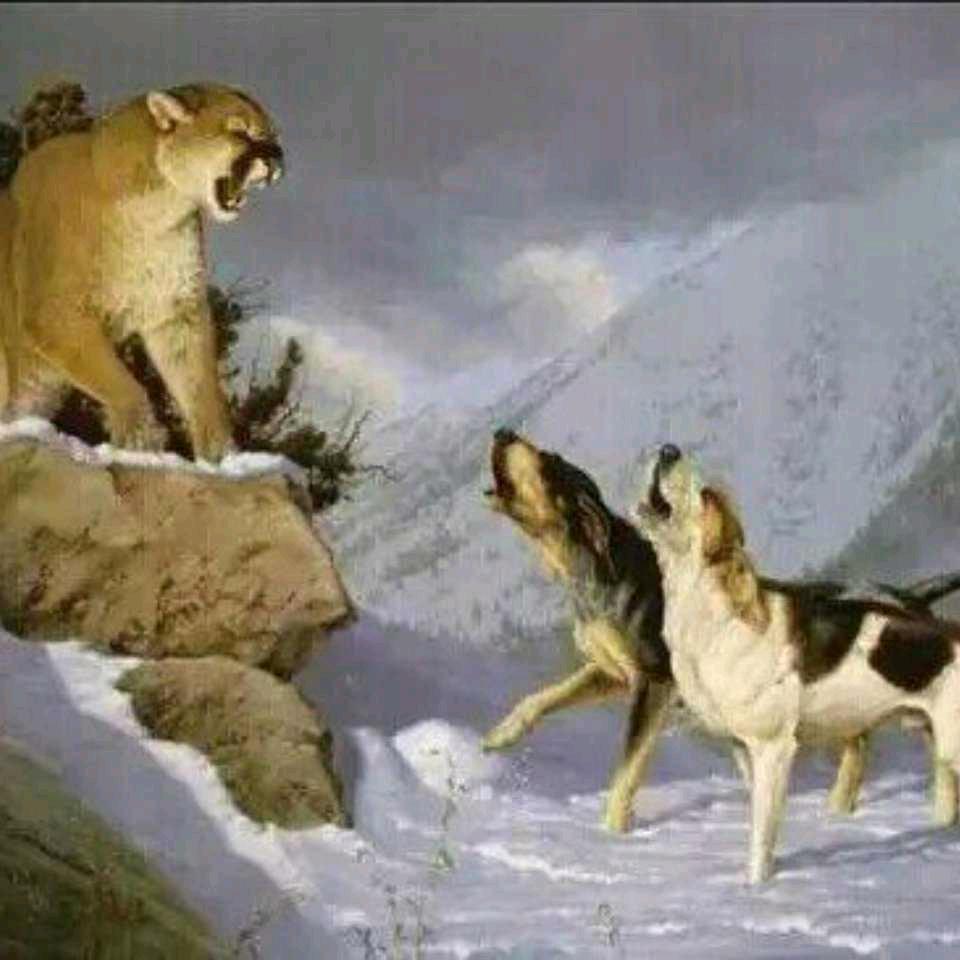 谷清犬舍