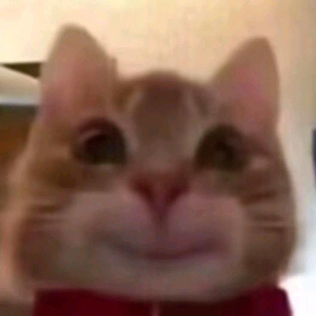 卷心大包菜