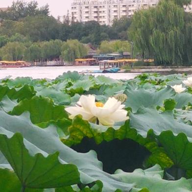 木兰 好