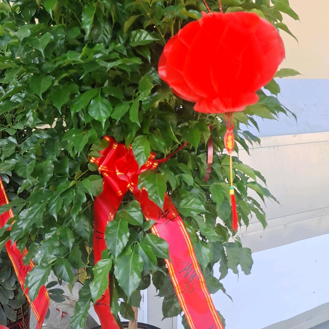 万邦新派融合莱