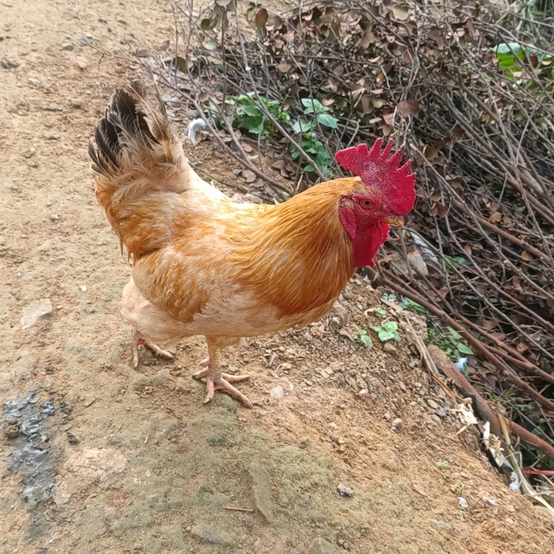 敏芸静清（单身）