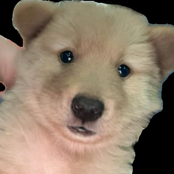 《欢喜》田园犬