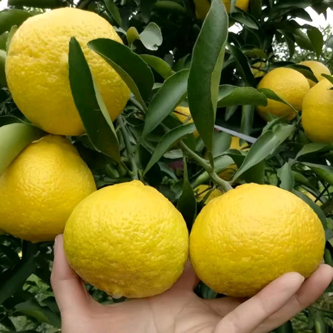 健康饮品双柚谷