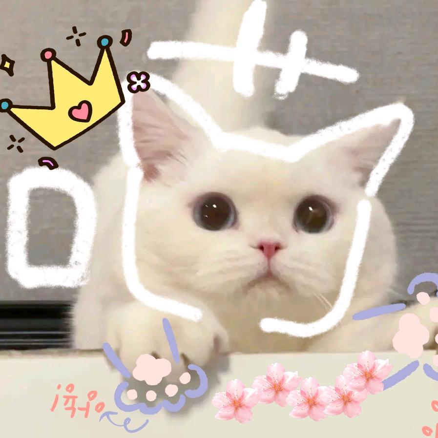 七宝的魔法袋