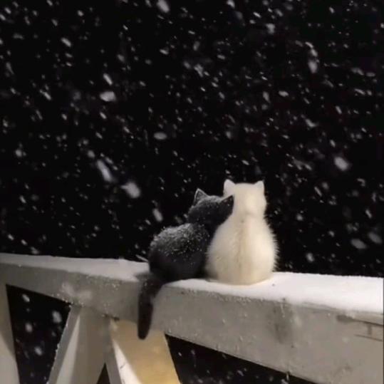 🐏了个猫咪🐱