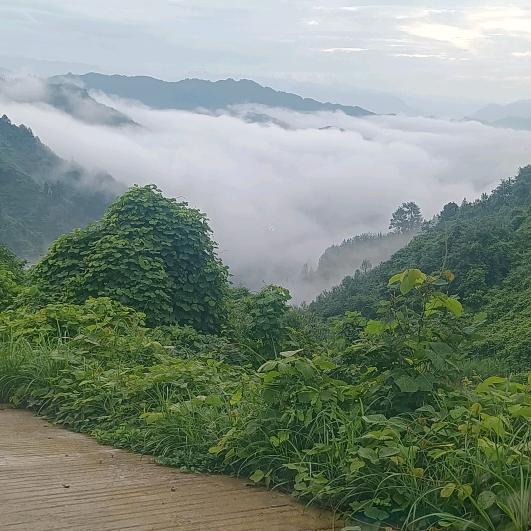 小罗