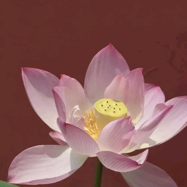 如意师傅