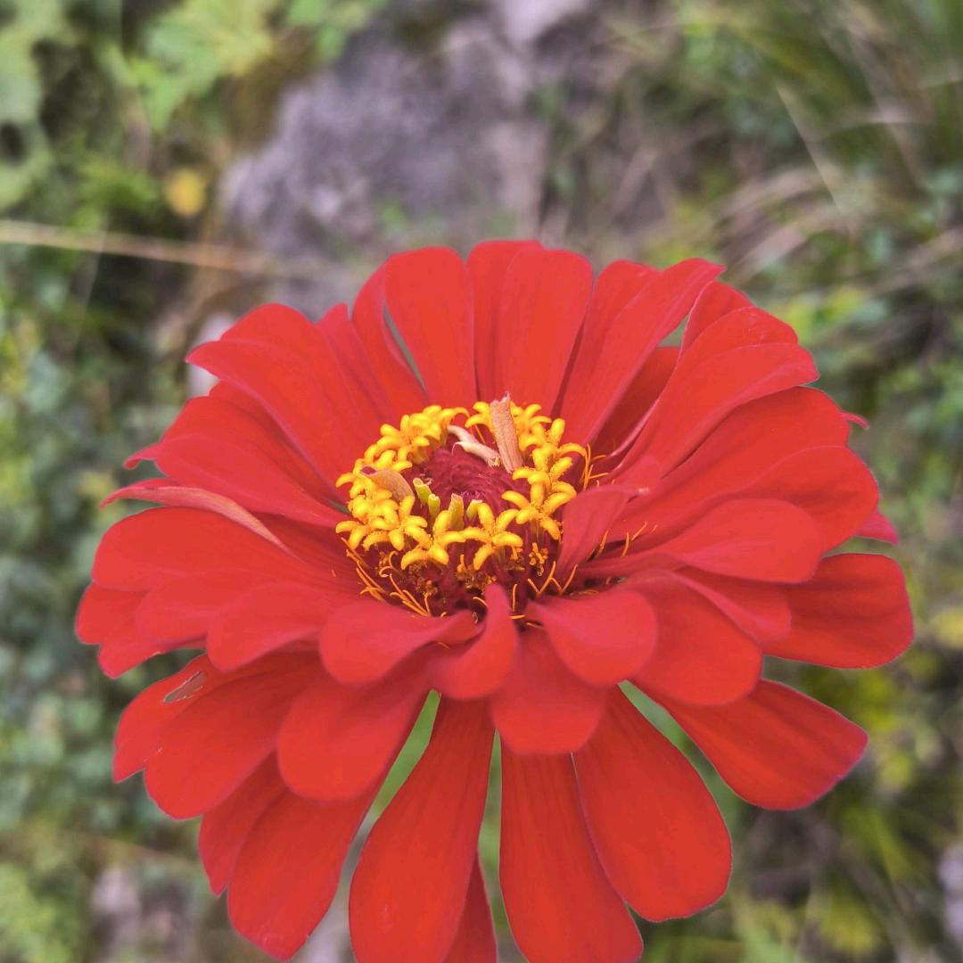 龙都