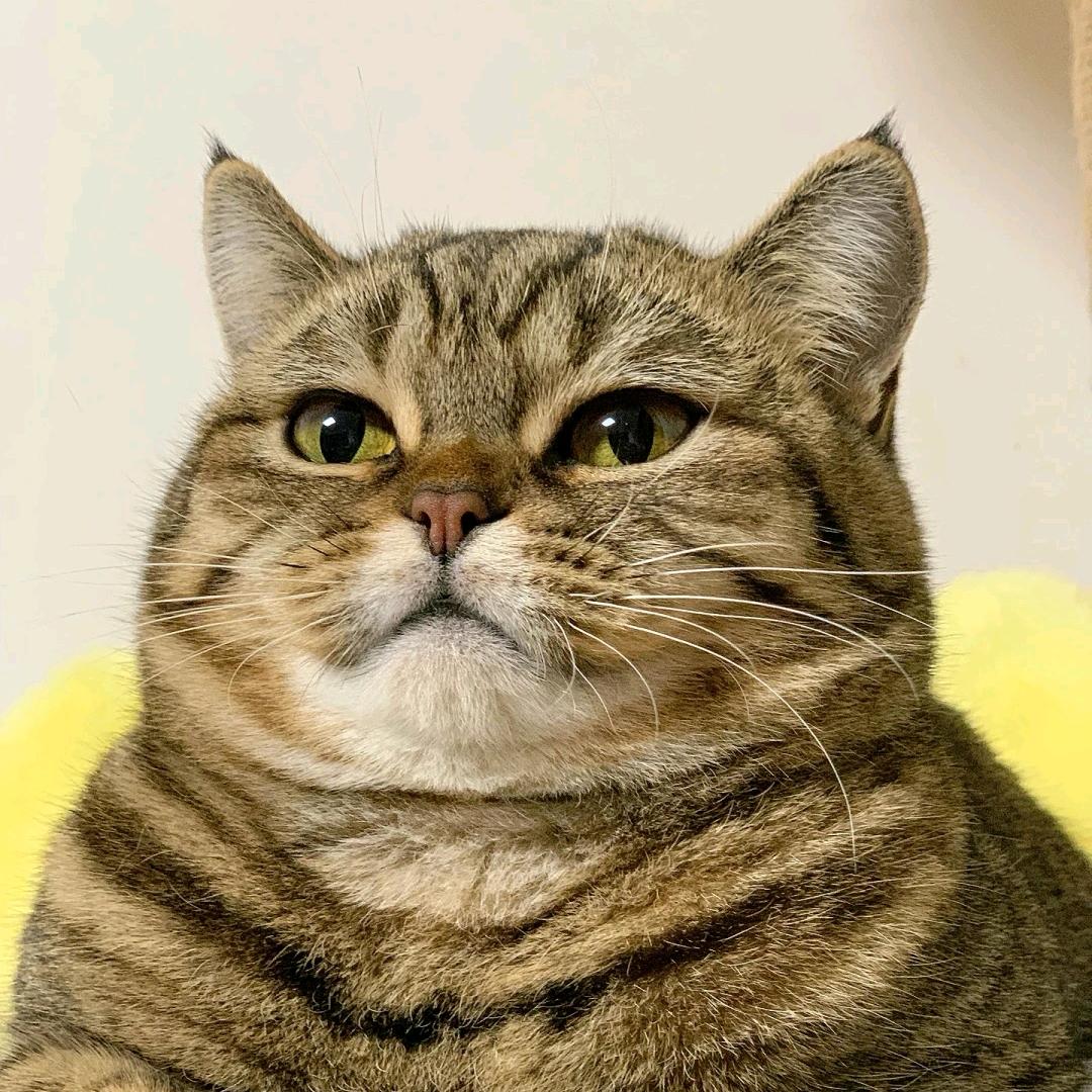 猫姐好物分享（不聊天）