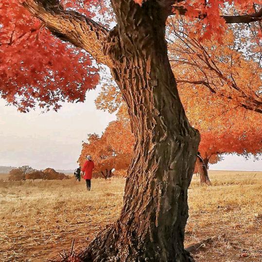 手机用户51912925069