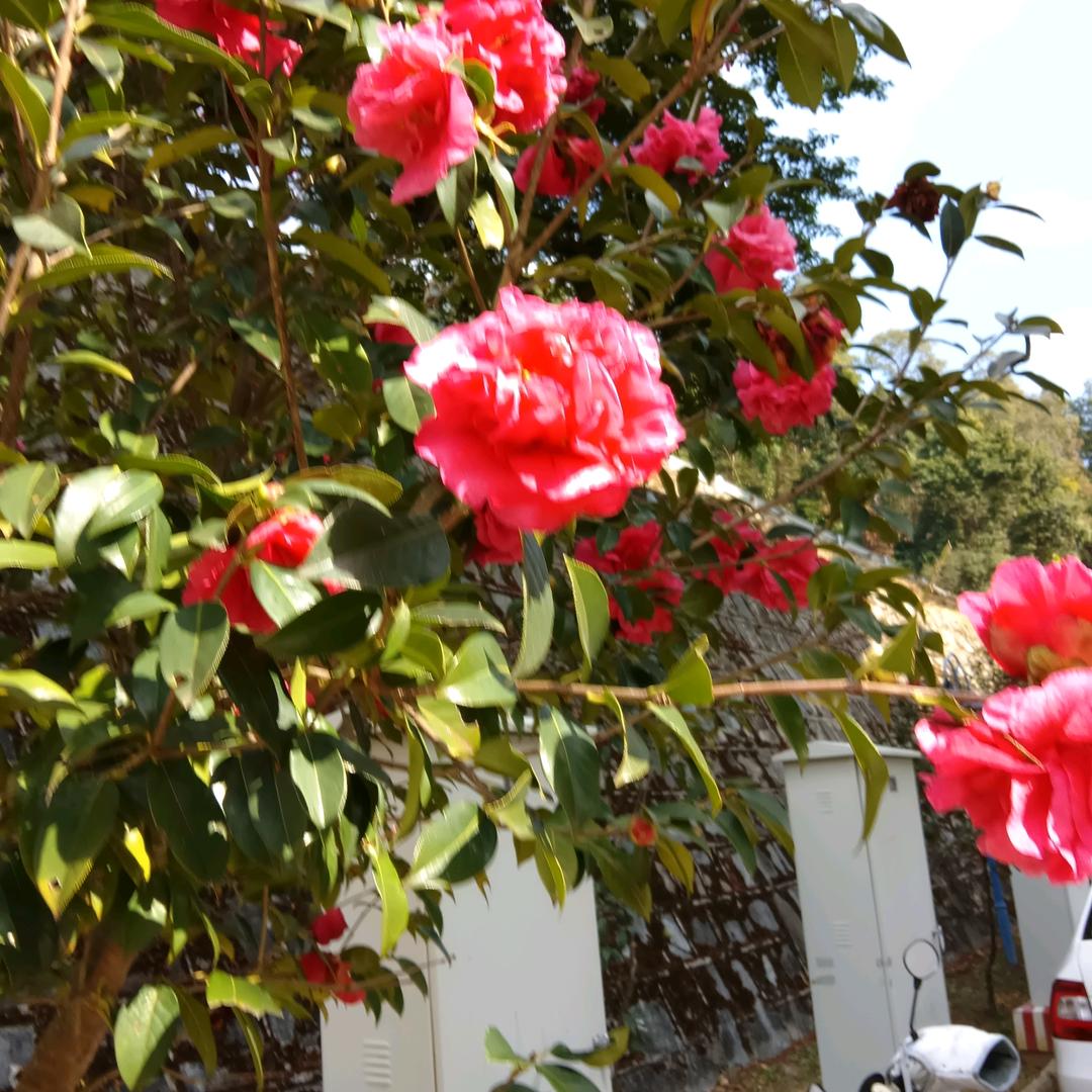 🌷猜不 透的🌷是人心🌹