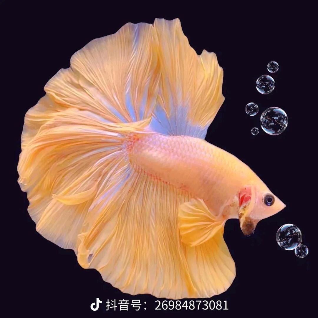 🍀诗情断魂🍀